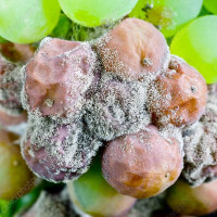 C0378350-Grapes_infected_with_Botrytis_cinerea.jpg